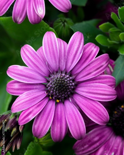 Vibrant and colorful display of Cape marguerite flowers blooming in the sunshine outside