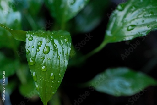 Close-up of a green leaf covered with waterdrops after raining.