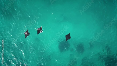 Arial footage of mantas swimming in the ocean photo