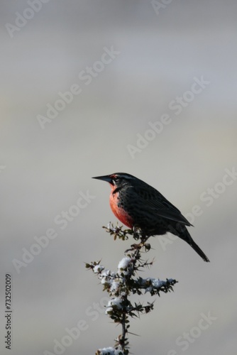 Long-tailed meadowlark perched on a branch. Leistes loyca. photo