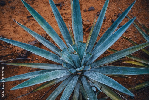 Overhead view of a vibrant Agave blue plant growing in soil
