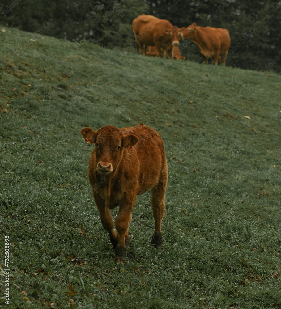 Cow grazing in the mountains of Tolosa in the evening in Spain Cow grazing in the mountains of Tolosa in the evening in Spain
