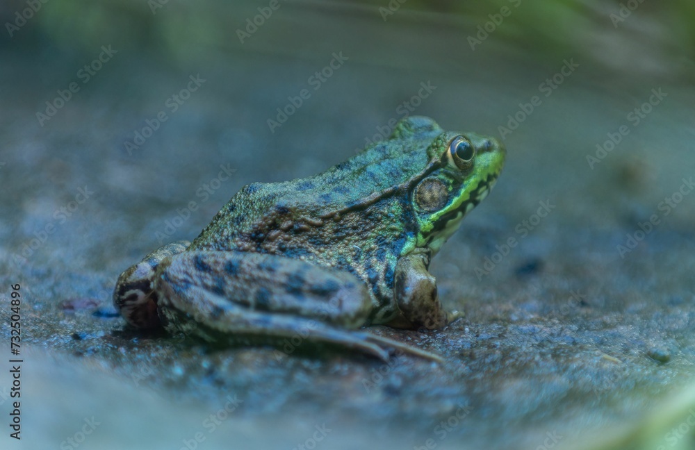 Obraz premium Closeup of a Wyoming toad perched on a rocky surface with a blurry background