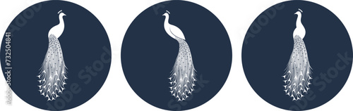 Peacock logo. Isolated peacock on white background