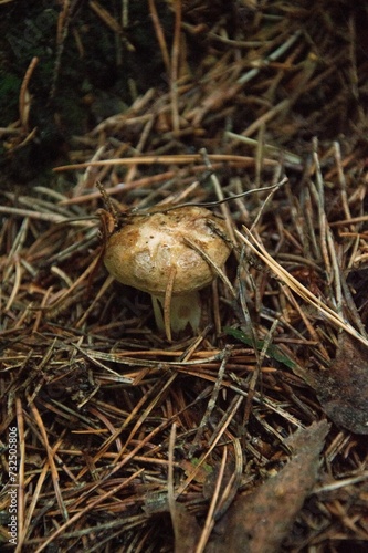 Closeup of mushroom growing in a forest