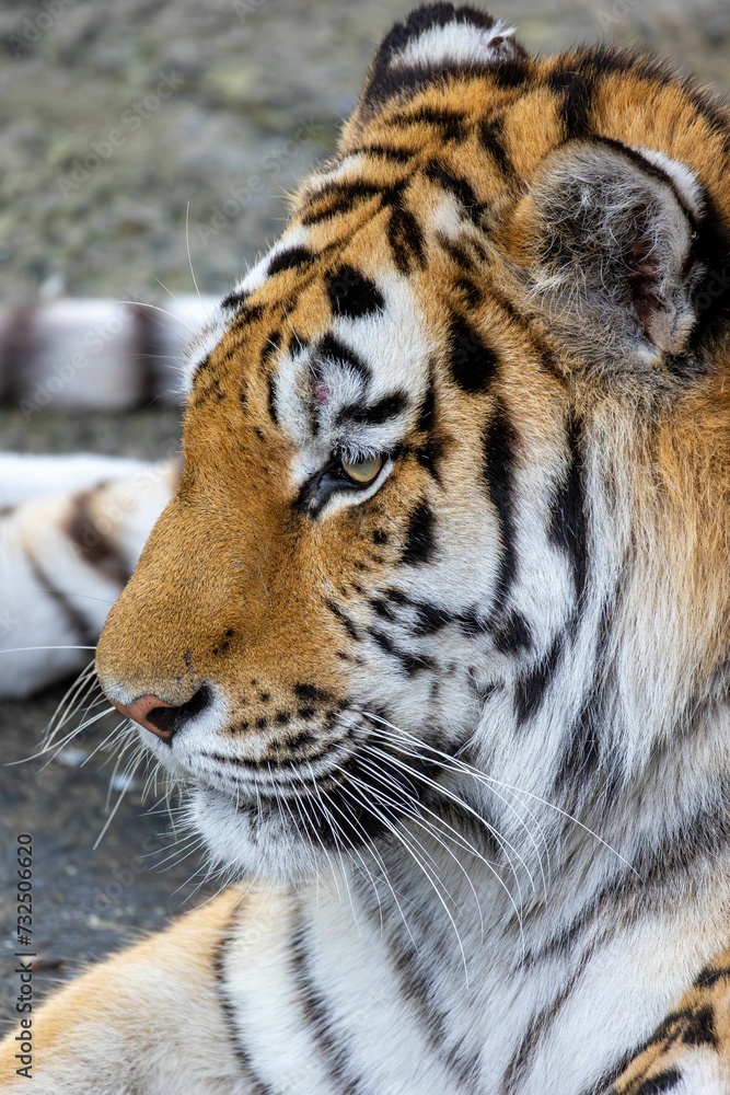 Obraz premium Bengal tiger stares into the distance with a fierce, intense expression on its face.