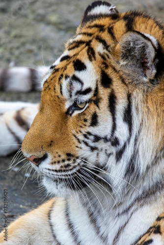 Bengal tiger stares into the distance with a fierce  intense expression on its face.