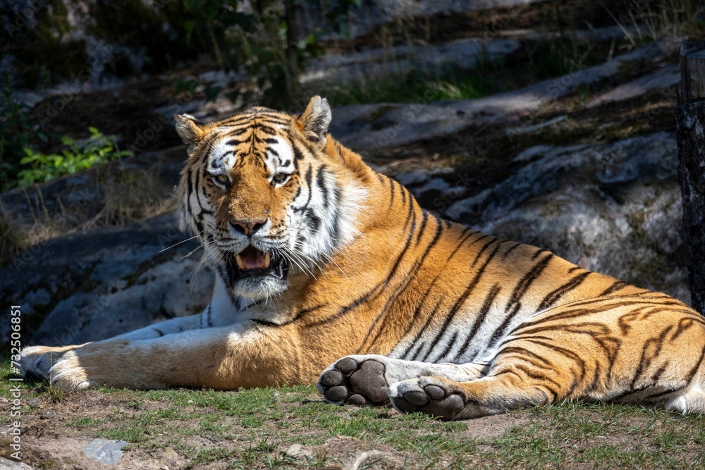 Fototapeta premium Majestic tiger lies on the ground in front of a picturesque landscape of rocks and water.