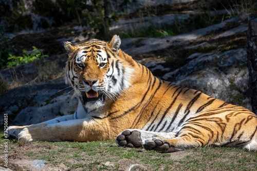Majestic tiger lies on the ground in front of a picturesque landscape of rocks and water.