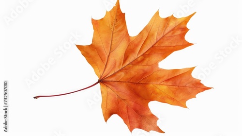 Autumn Whispers Single Maple Leaf on Isolated White Background