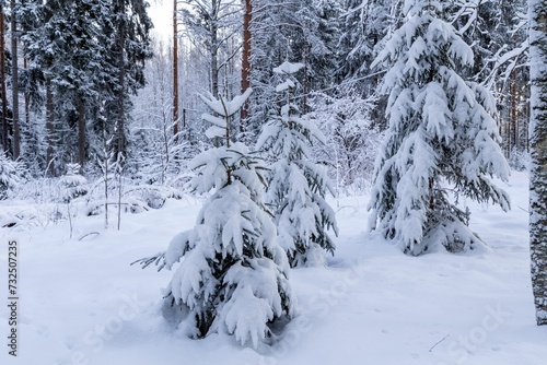 Scenic winter landscape featuring a frost-covered pine forest. © Wirestock