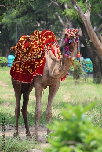 Single camel in a field with vibrant multicolored decorations draped around its neck and body