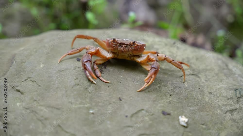 Closeup of crab on a rock with blurred background Closeup of crab on a rock with blurred background