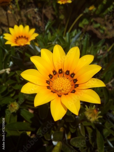 A close-up view of an African daisy in a garden