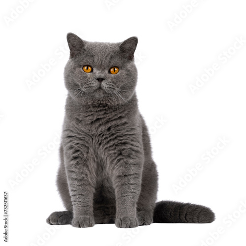 Handsome adult solid blue male British Shorthair cat, sitting up facing front. Looking towards camera. Isolated cutout on a white background.