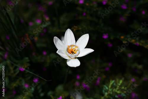 Wedding Ring In Flower