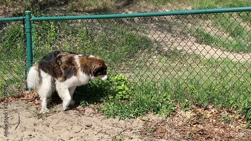 Shepherd dog pooping in a dog park
