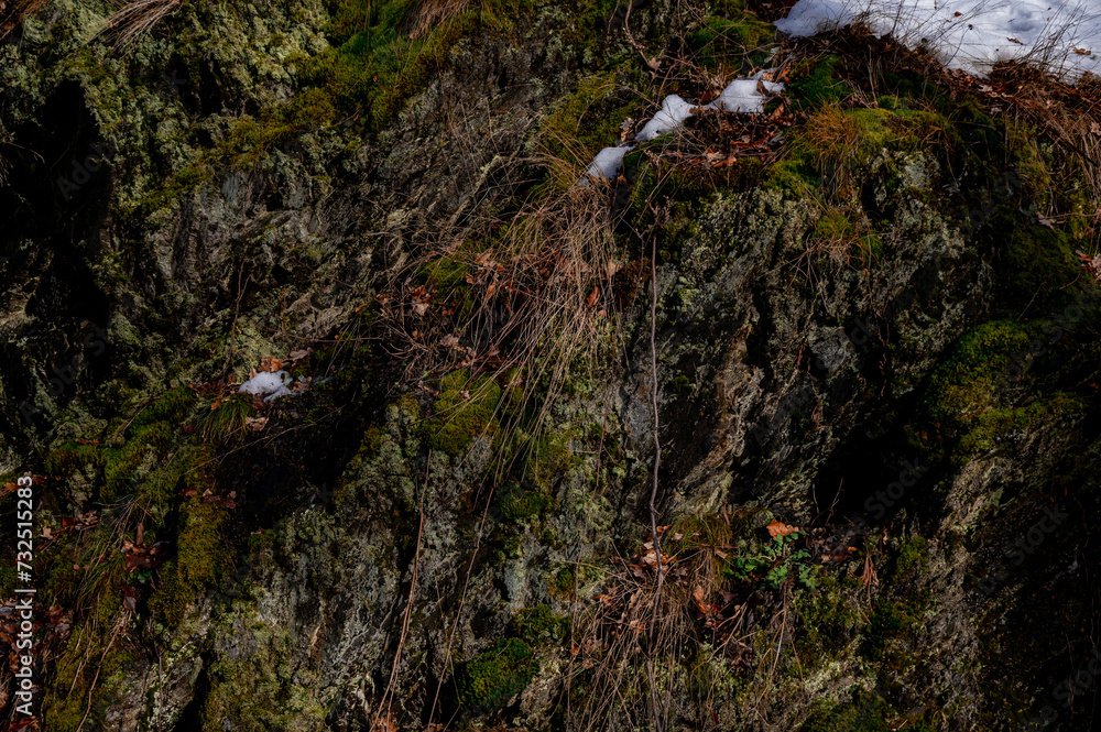 moss on stone. Moss on stones in winter and snow