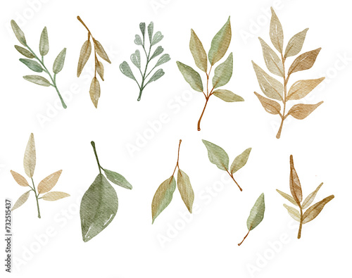 Set watercolor elements - herbs, leaf. collection garden and wild, forest herb, branches. illustration isolated on white background, exotic leaf. Botanic
