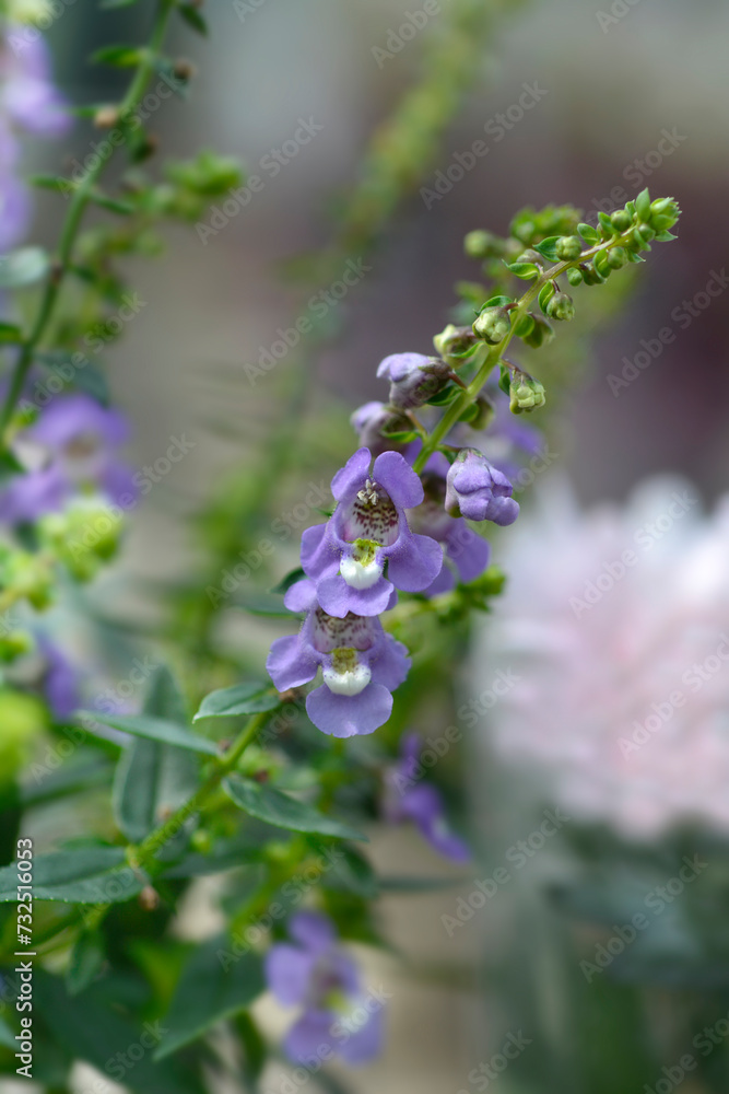 Summer snapdragon flowers Summer snapdragon flowers