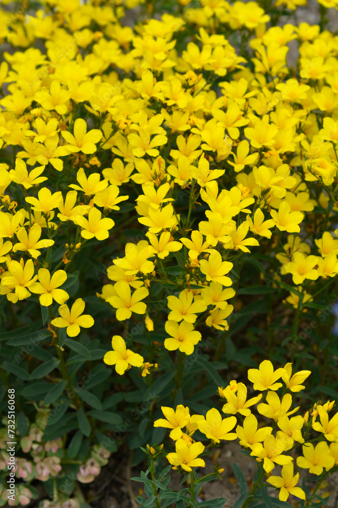Fototapeta premium Dolomite flax flowers