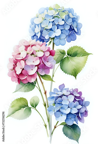 Watercolor painting of hydrangea flowers on white background