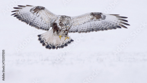 Rough-legged buzzard or hawk bird in flight over snowy field in winter Buteo lagopus