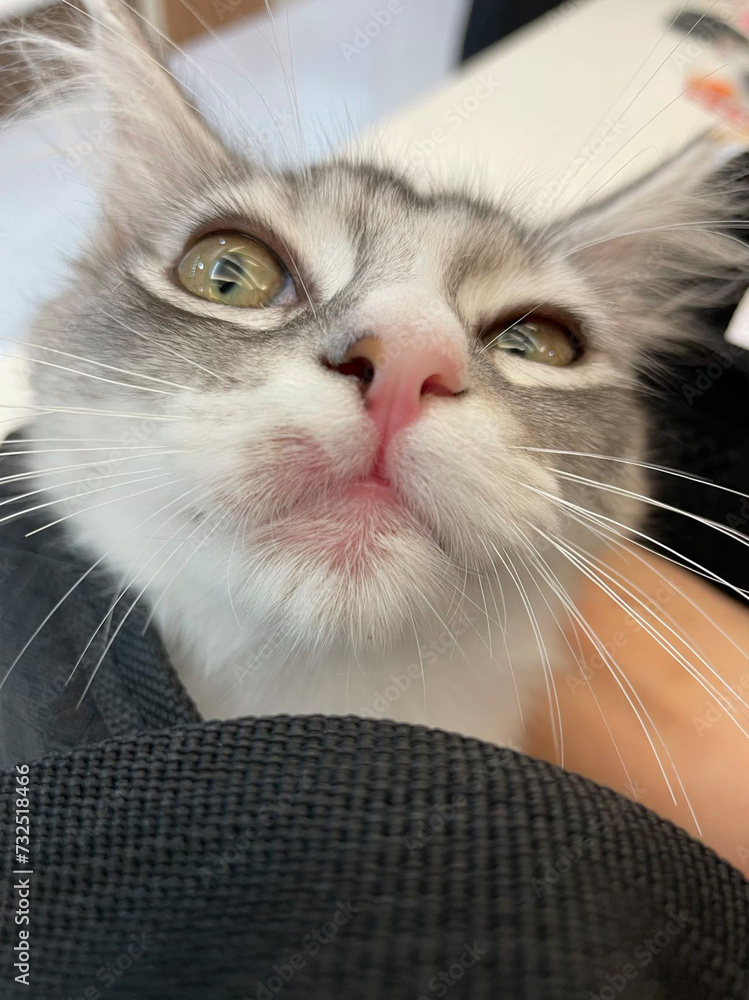 Allergic skin diseases in domestic cats. cat's wound from dermatitis