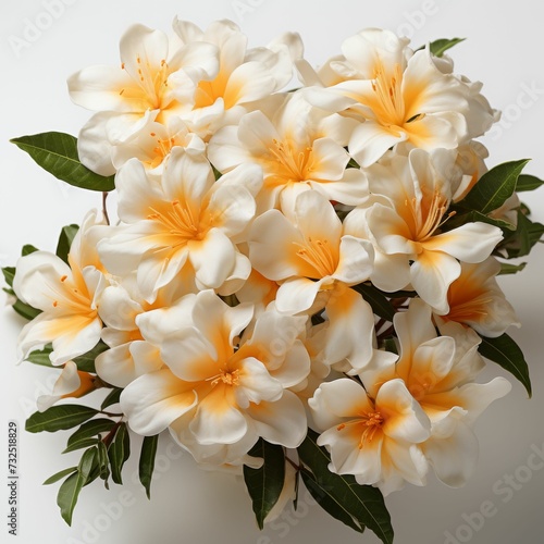 White and Yellow Flower Bouquet on White Background