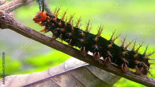 Beautiful black thorn caterpillar on a dry twig