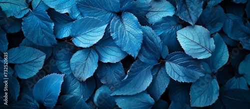 A close-up photo of electric blue flower petals on a dark background  showcasing the beauty of a flowering plant through macro photography.