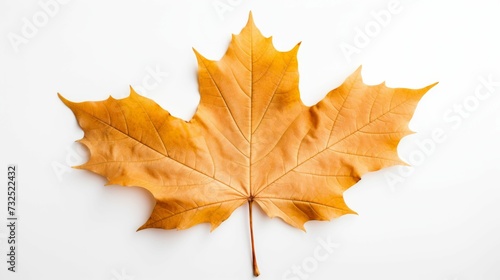 Maple Leaf on White Background