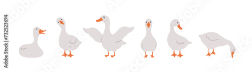 Set of cute farm gooses. Domestic and wild ducks on white background. Agriculture birds. Rural wildlife. Perfect for logo, greeting card and wrapping paper. Vector illustration in flat cartoon style.