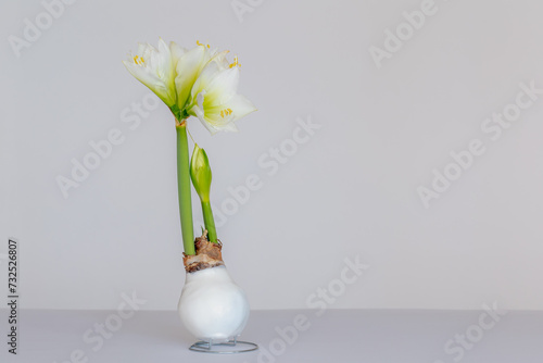 Selective focus waxed sprout or root of Amaryllis with blooming flowers on white backdrop, The only genus in the subtribe Amaryllidaceae, It is a small genus of flowering bulbs, Natural background.
