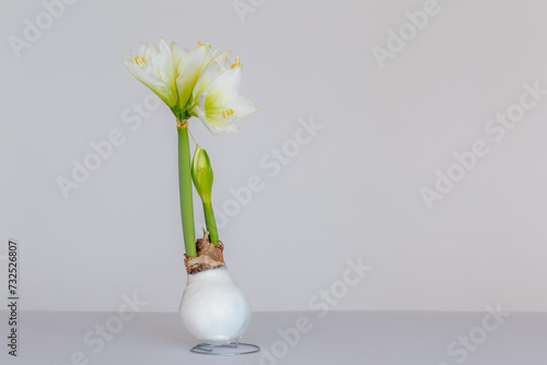 Selective focus waxed sprout or root of Amaryllis with blooming flowers on white backdrop, The only genus in the subtribe Amaryllidaceae, It is a small genus of flowering bulbs, Natural background. photo