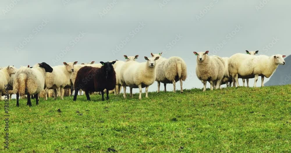 Flock in Harmony: Diversity on the Lofoten Pastures Flock in Harmony: Diversity on the Lofoten Pastures