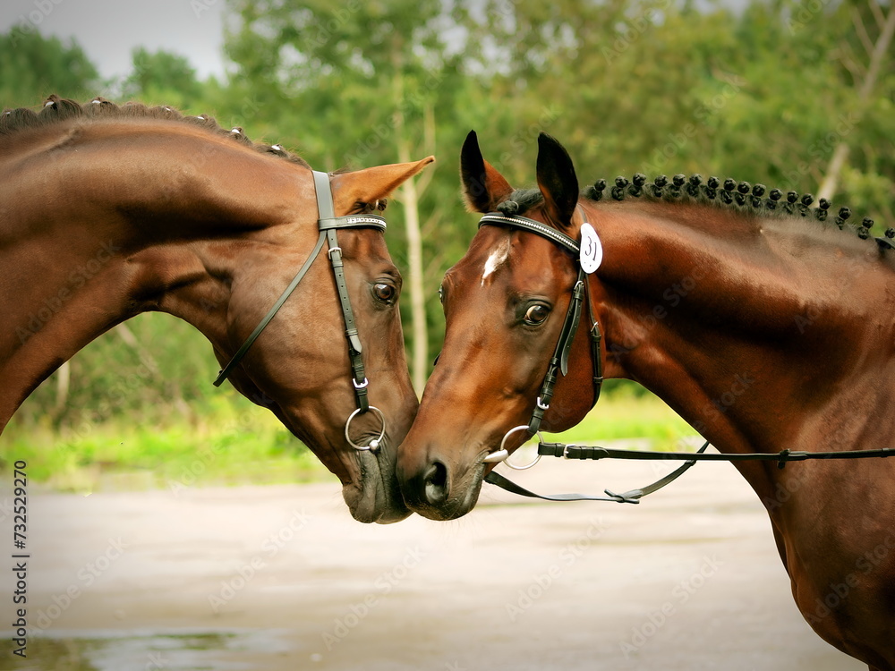 portrait of beautiful sportive stallions posing together . Trakehner breed.