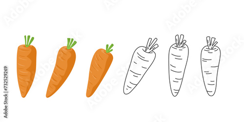Set of carrots elements in flat vector and line drawing doodle.