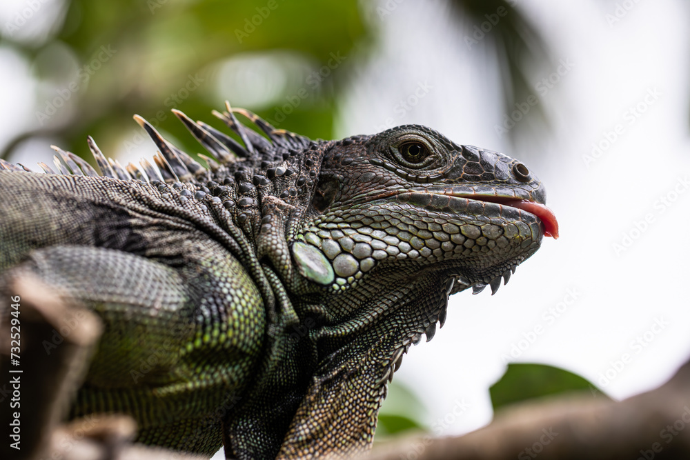 iguana sitting on a branch, reptile, exotic animals, tropical reptiles iguana sitting on a branch, reptile, exotic animals, tropical reptiles