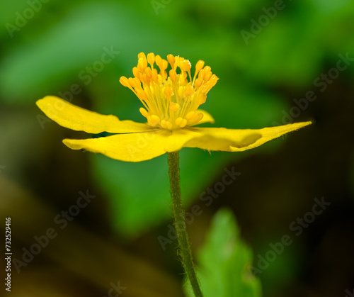 yellow flower of common silverweed  Argentina anserina or Potentilla anserina  aka silver cinquefoil