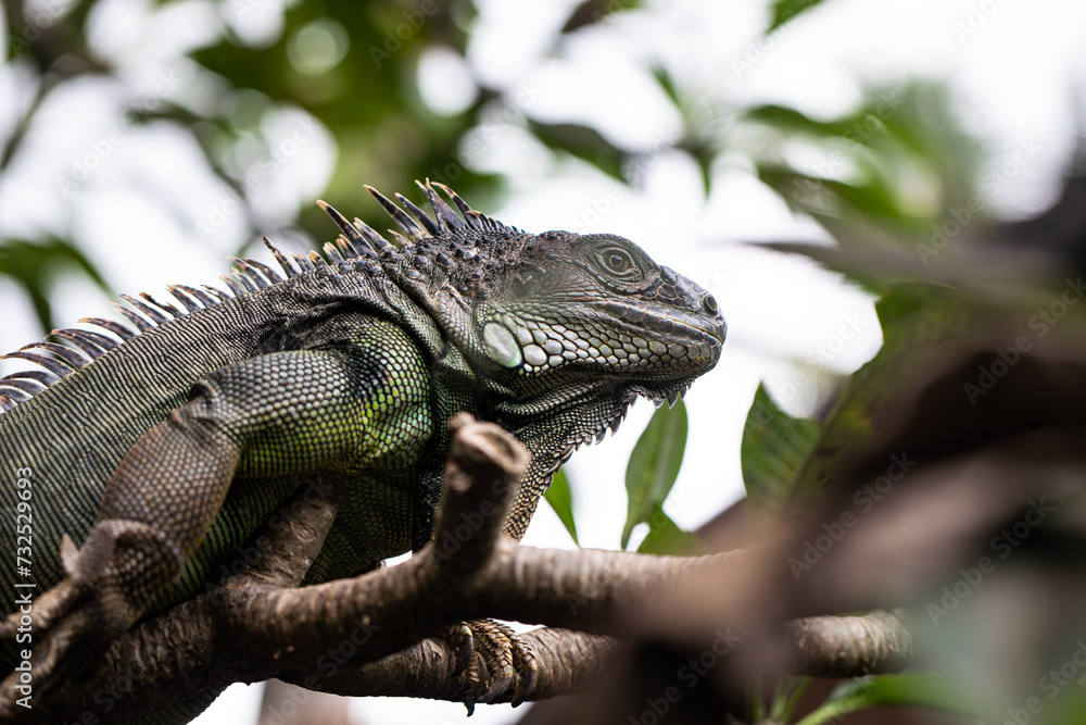 iguana sitting on a branch, reptile, exotic animals, tropical reptiles iguana sitting on a branch, reptile, exotic animals, tropical reptiles