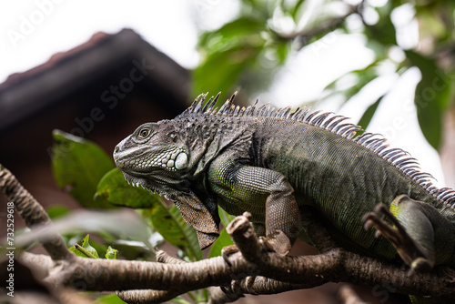 iguana sitting on a branch  reptile  exotic animals  tropical reptiles