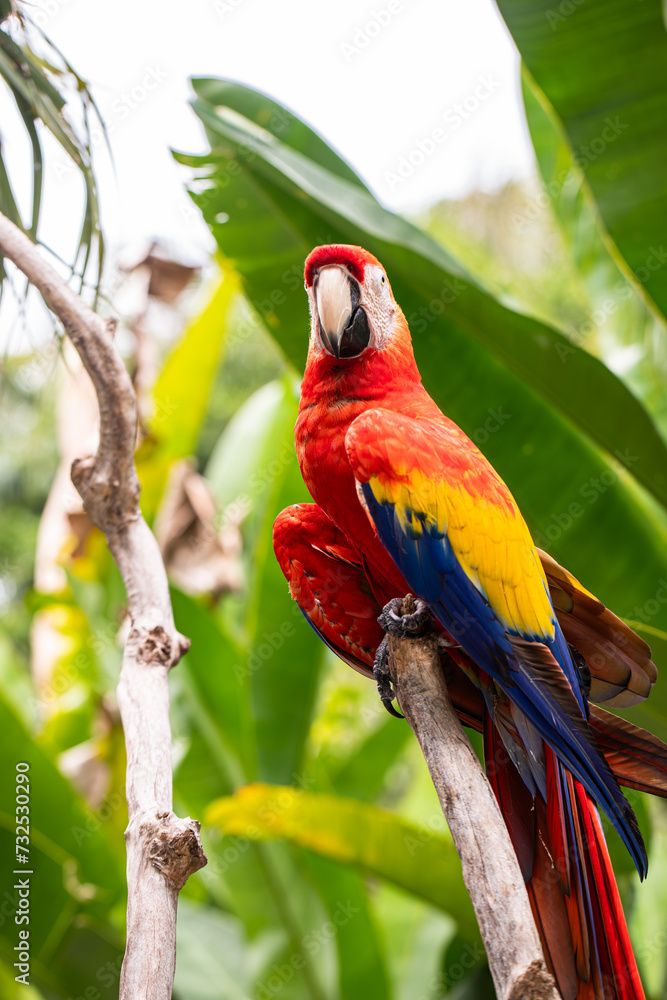 Obraz premium Beautiful red macaw parrot sits on a tree branch, ara, wild bird, rainbow parrot