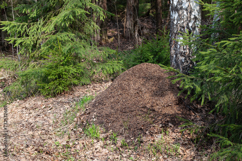 Large anthill in the forest