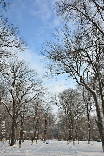 winter in the park
