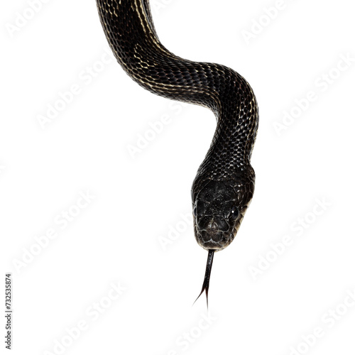 head shot of a Black rat snake aka Pantherophis obsoletus. Tongue out. Isolated cutout on a transparent background. photo
