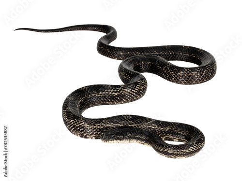 Full length image os a Black rat snake aka Pantherophis obsoletus. Isolated cutout on a transparent background. photo