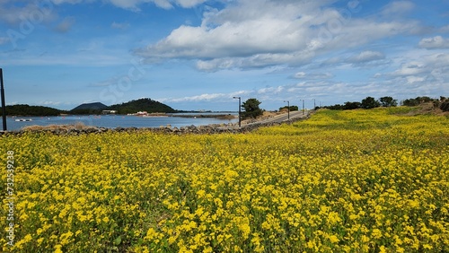 Yellow flower field in volcano island