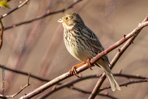 Corn Bunting (Emberiza calandra) perched on a leafless rose hip branch. With blurred background and warm light at sunset.