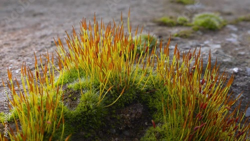 Purple Moss (Ceratodon purpureus), moss sporophyte on stones in spring photo